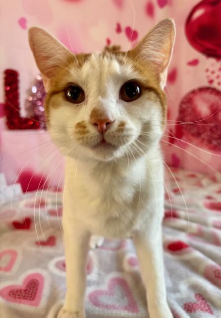 Enlarge Kai, a ADOPTABLE Domestic Short Hair in Cincinnati, OH image 1/3