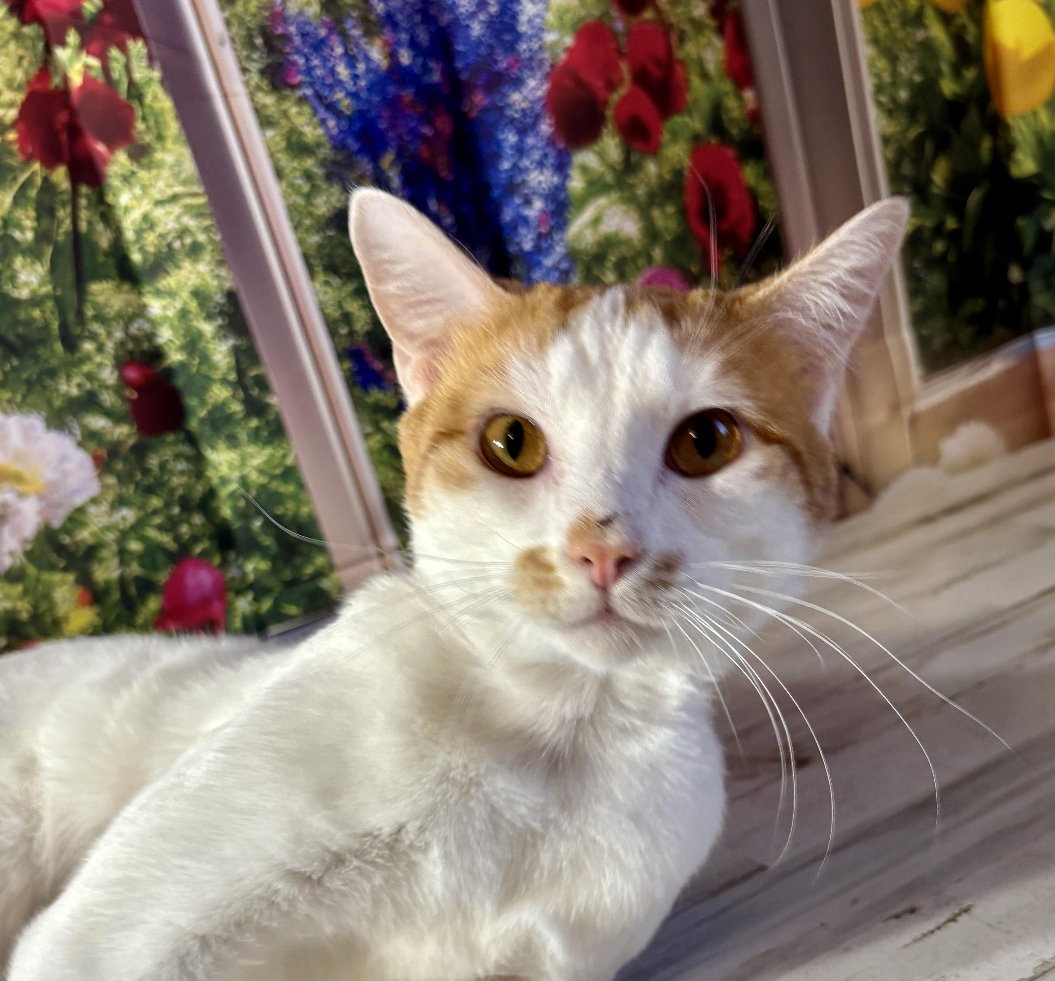 Enlarge Kai, a ADOPTABLE Domestic Short Hair in West Chester, OH image 4/6