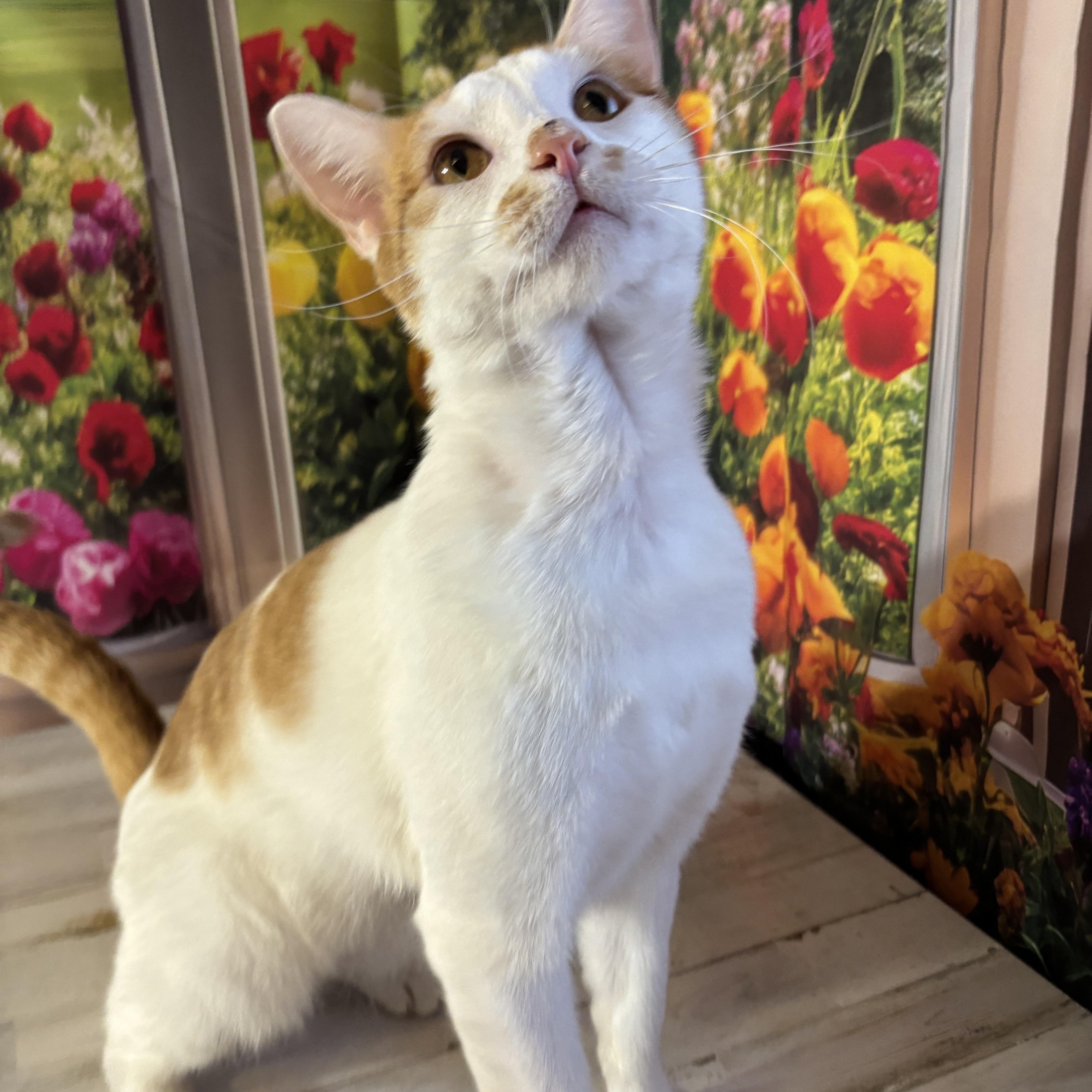 Enlarge Kai, a ADOPTABLE Domestic Short Hair in West Chester, OH image 5/6