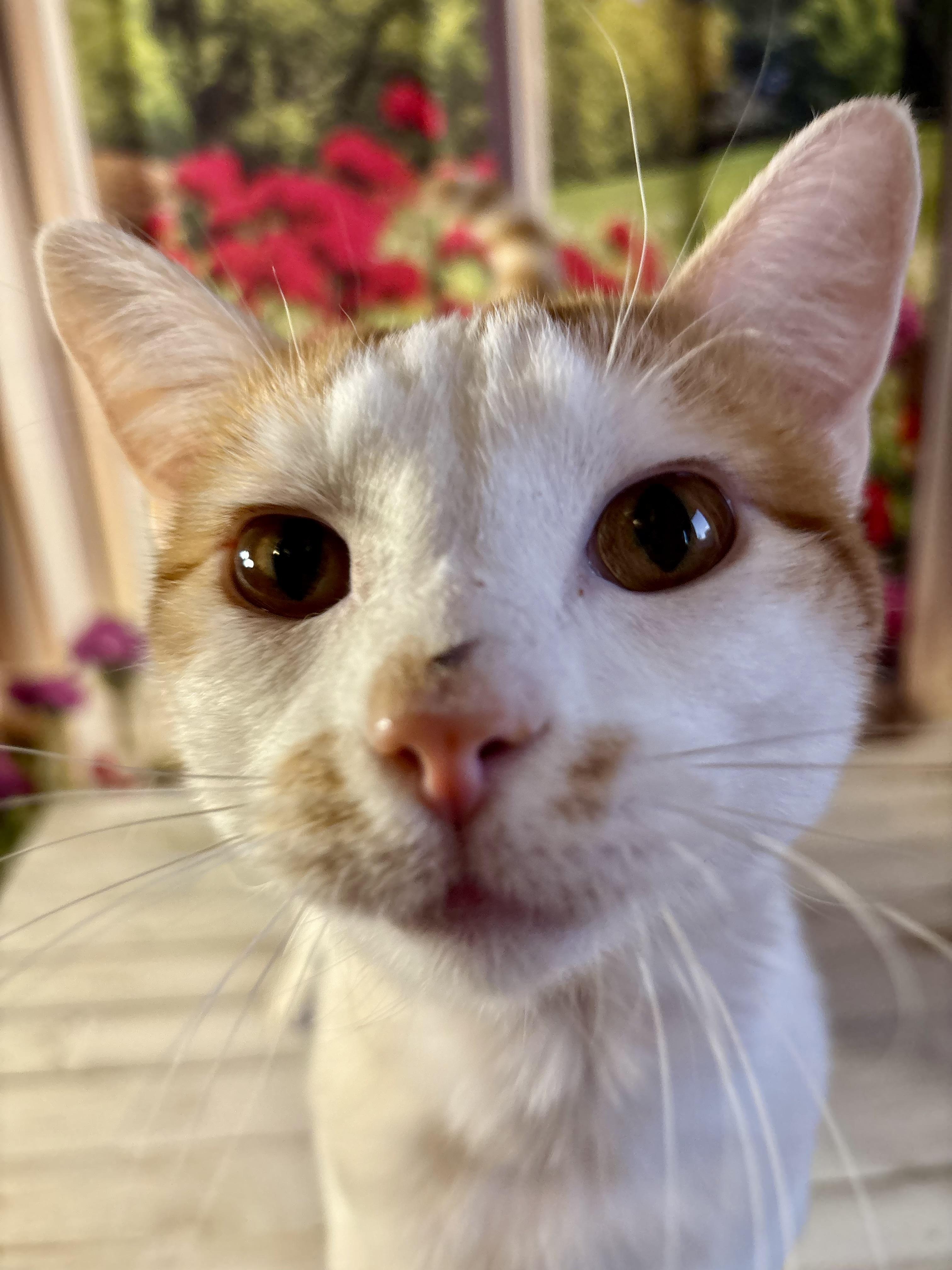 Enlarge Kai, a ADOPTABLE Domestic Short Hair in West Chester, OH image 2/6