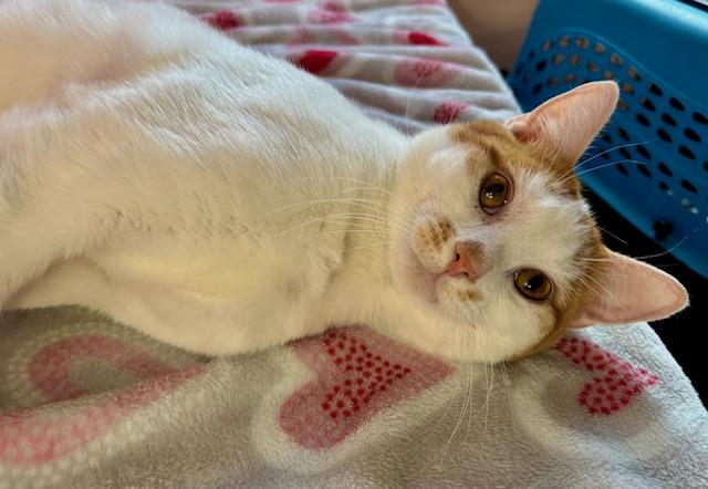 Enlarge Kai, a ADOPTABLE Domestic Short Hair in Cincinnati, OH image 2/3