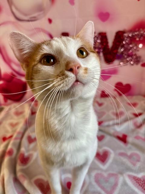 Enlarge Kai, a ADOPTABLE Domestic Short Hair in Cincinnati, OH image 3/3