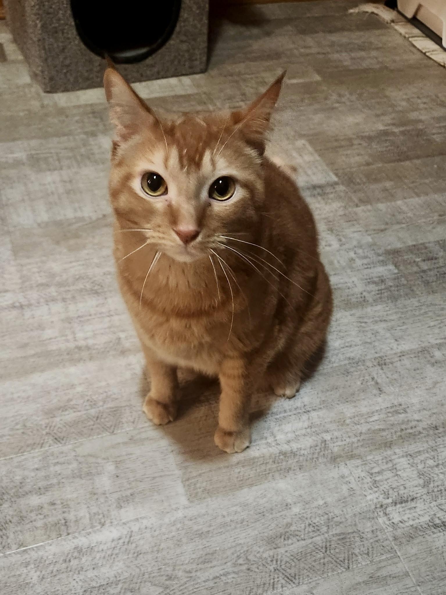 Tiger - COURTESY POST, a ADOPTABLE Domestic Short Hair in Farmington, MN image 2/2