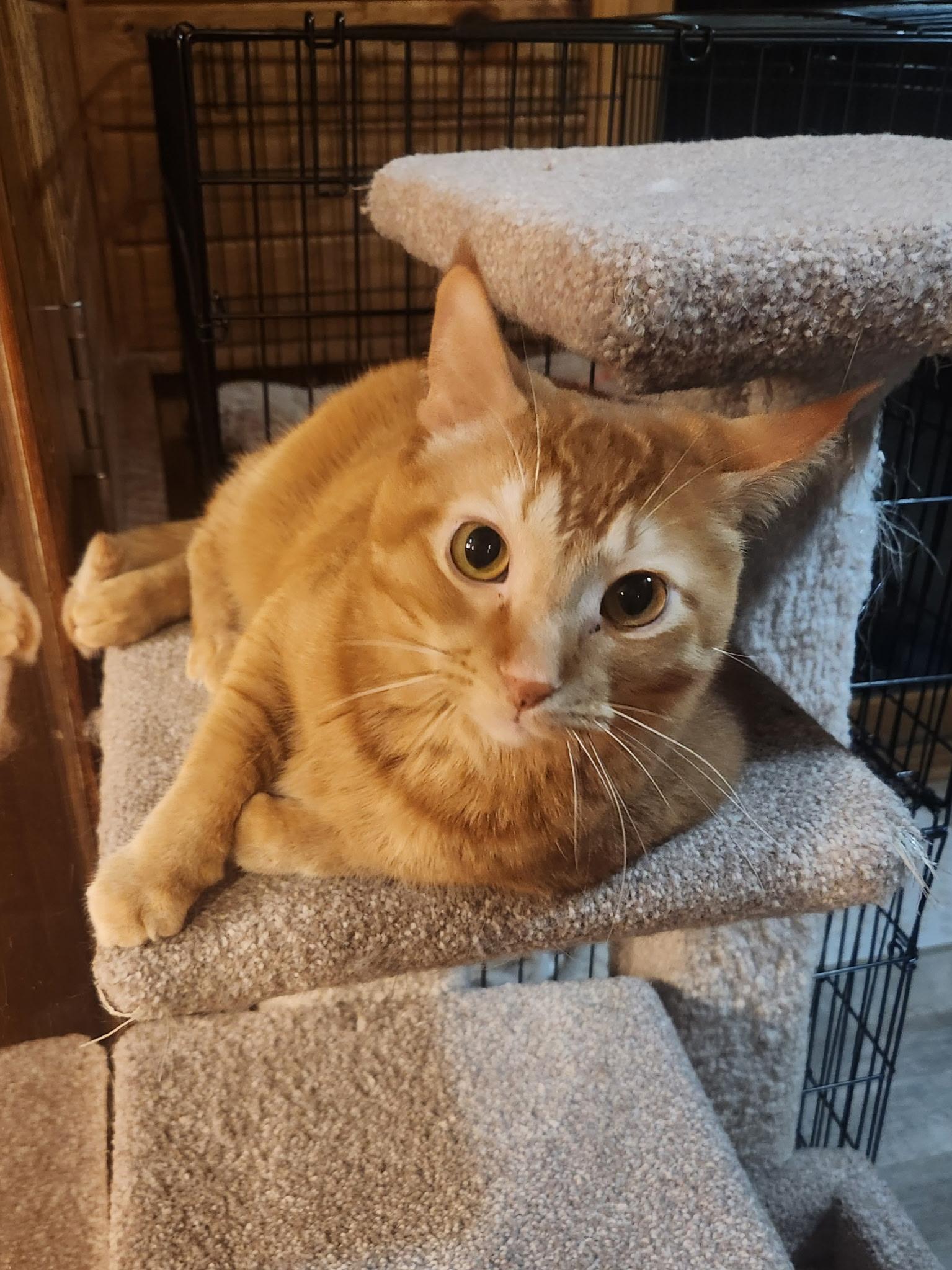 Tiger - COURTESY POST, ADOPTABLE, Adult Male Domestic Short Hair.