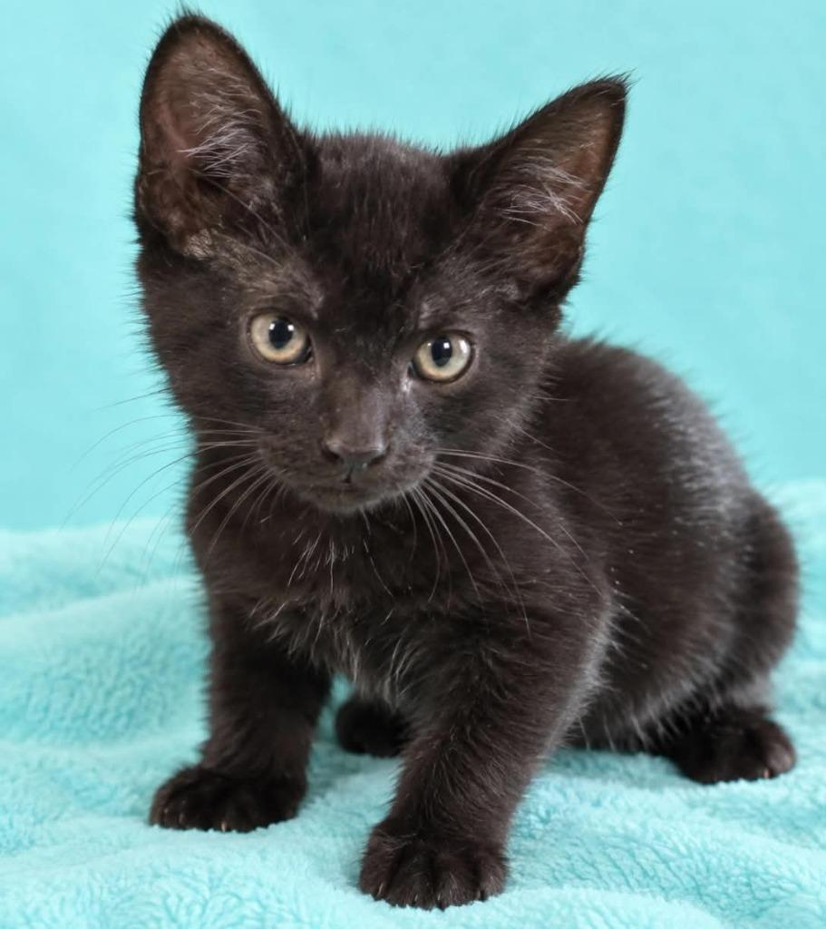 Enlarge Gloria, a Adoptable mixed breed in Columbia, TN image 1/1