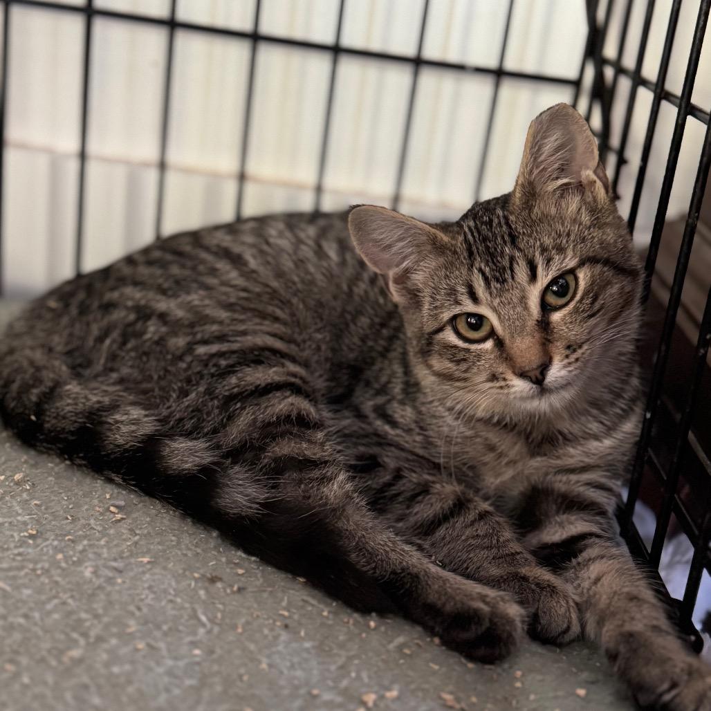 Peanut, Adoptable, Young Female Domestic Short Hair.