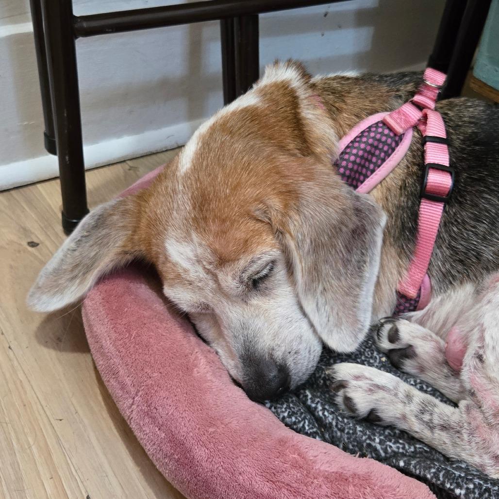 Enlarge Daisy, a Adoptable Beagle in New Orleans, LA image 1/1