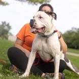 Enlarge Tyson, a ADOPTABLE Mixed Breed in Hilliard, OH image 2/3