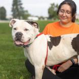 Enlarge Tyson, a ADOPTABLE Mixed Breed in Hilliard, OH image 1/3