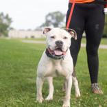 Enlarge Tyson, a ADOPTABLE Mixed Breed in Hilliard, OH image 3/3