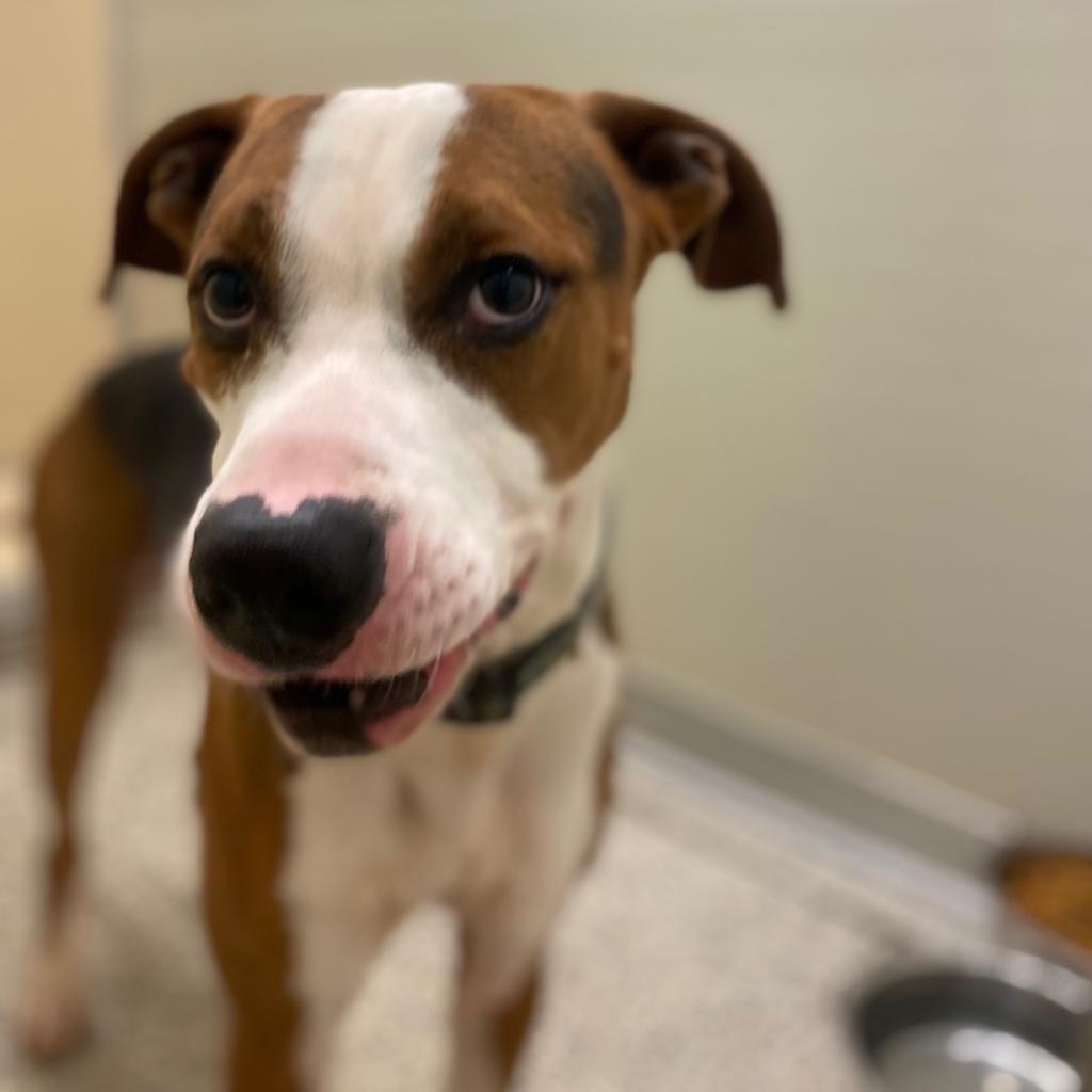 Brutus, a Adoptable Mixed Breed in Red House, WV image 1/5