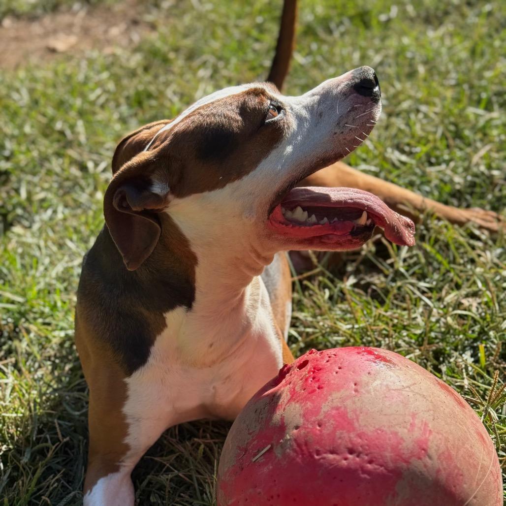 Brutus, a Adoptable Mixed Breed in Red House, WV image 2/5