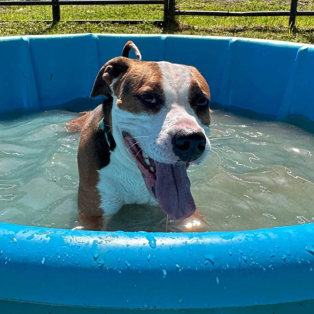 Brutus, a Adoptable Mixed Breed in Red House, WV image 3/5