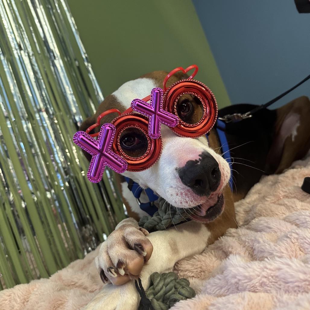 Brutus, a Adoptable Mixed Breed in Red House, WV image 4/5