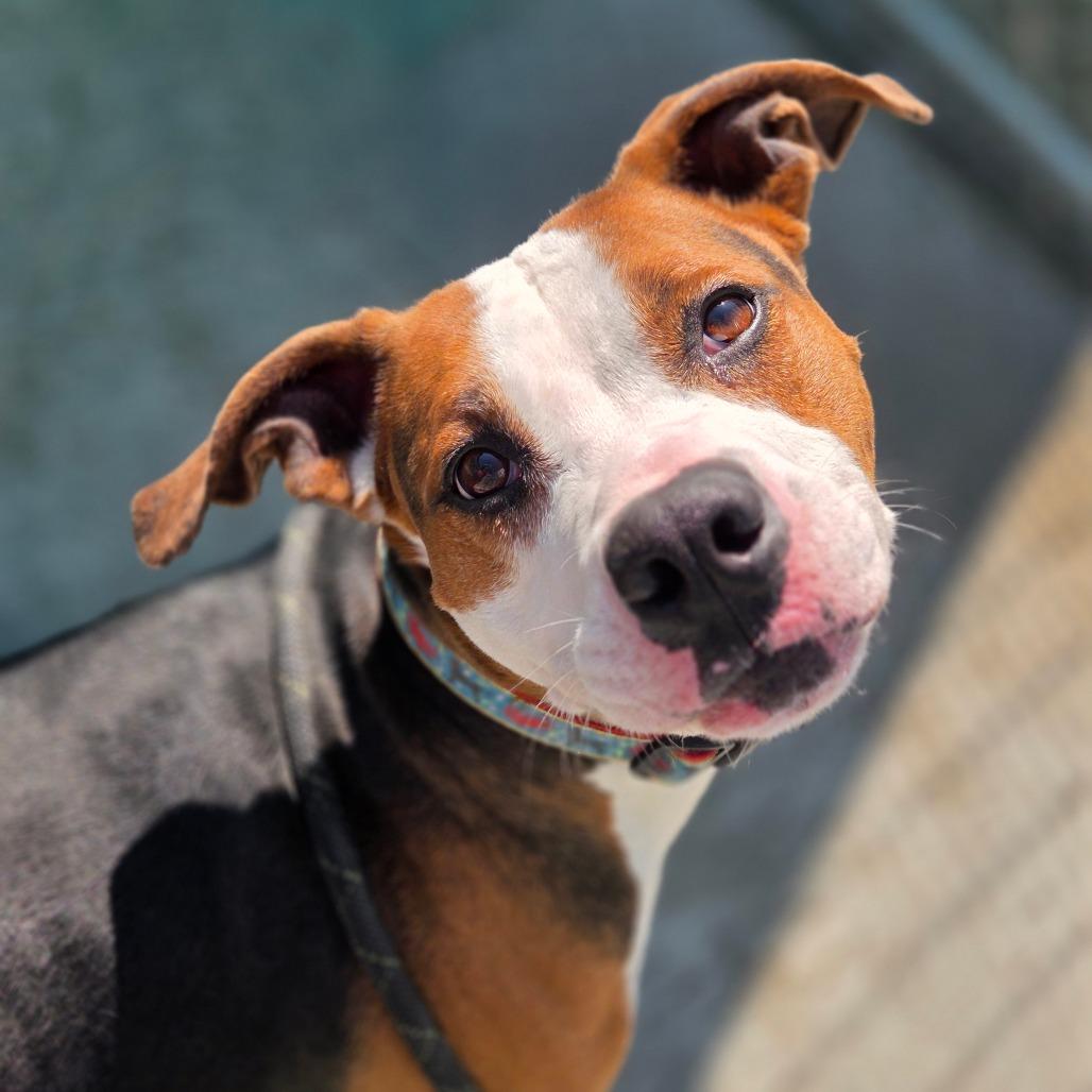Brutus, a Adoptable Mixed Breed in Red House, WV image 5/6