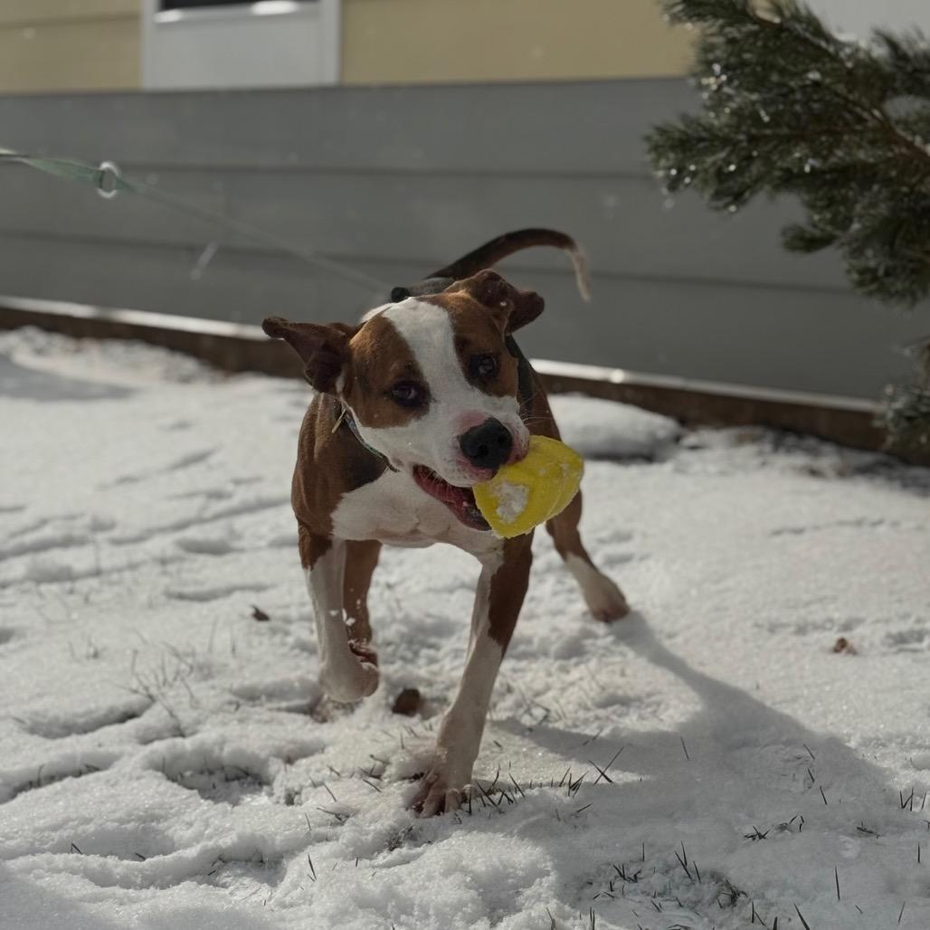 Brutus, a Adoptable Mixed Breed in Red House, WV image 5/5