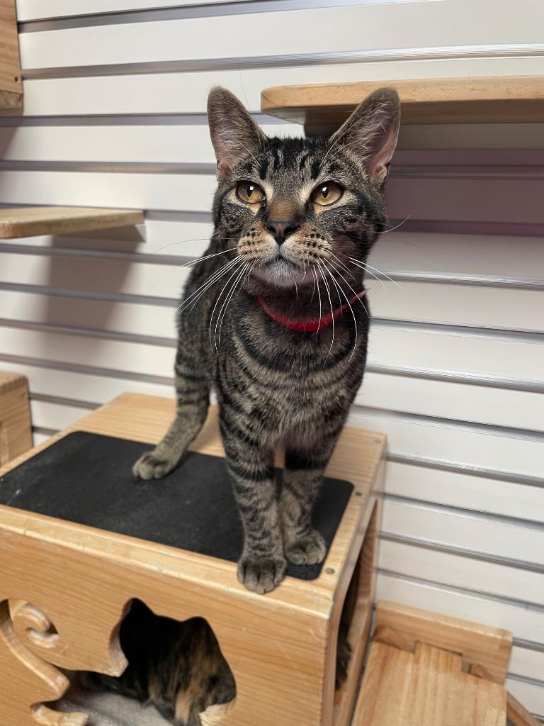 Kettle Cooked Chips thumbnail 2