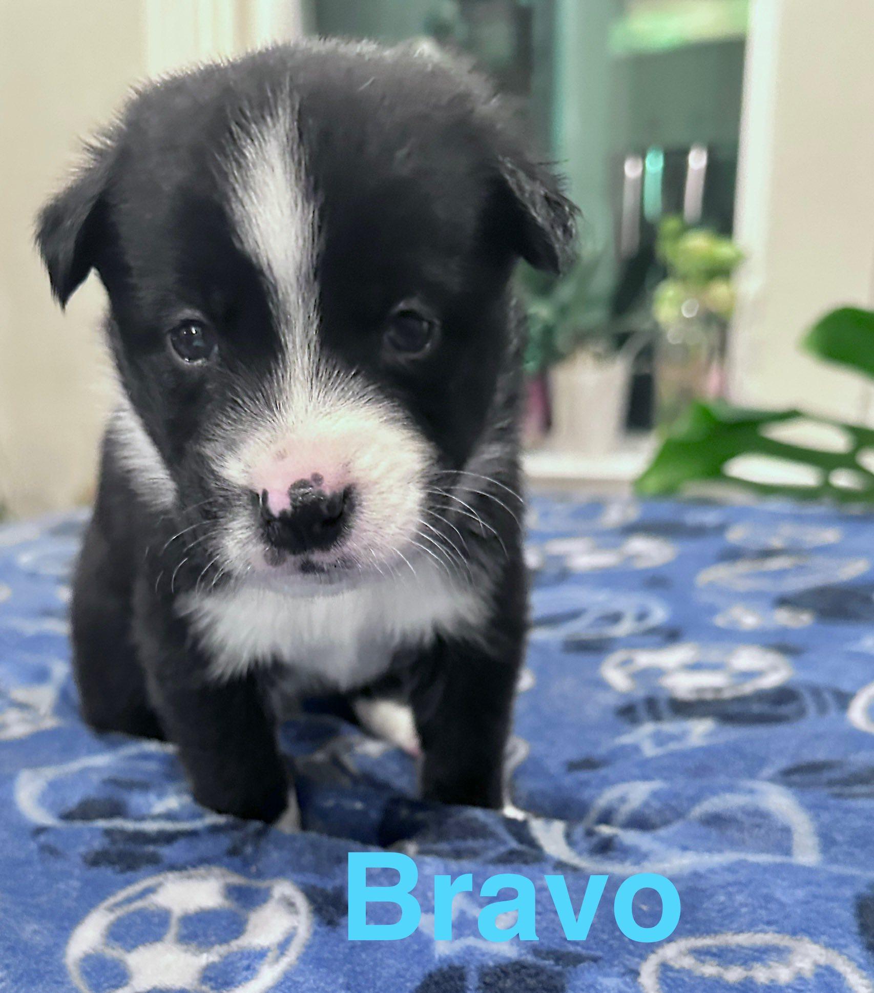 Bravo, Adoptable, Puppy Male Cocker Spaniel & German Shepherd Dog.