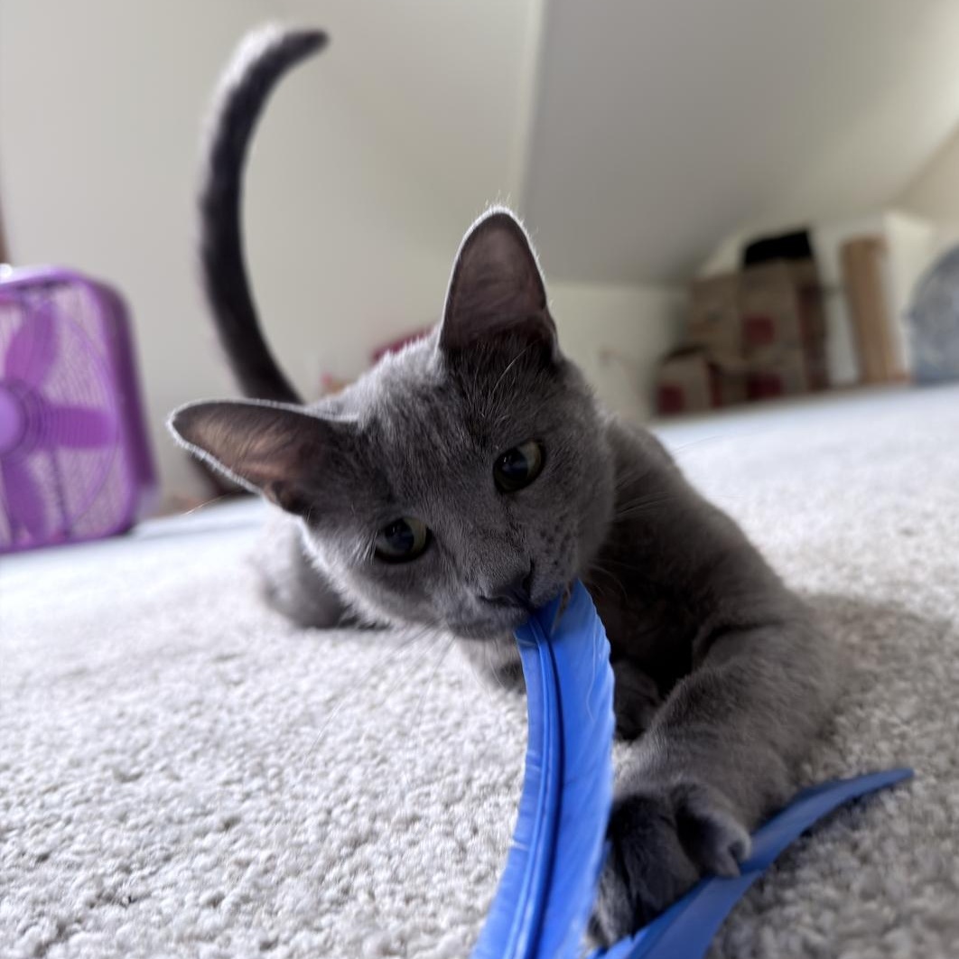 MamaLoon, ADOPTABLE, Young Female Domestic Short Hair.