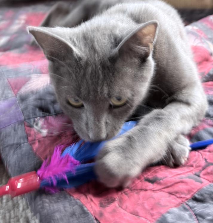 Enlarge MamaLoon, a ADOPTABLE Domestic Short Hair in Milwaukee, WI image 3/5