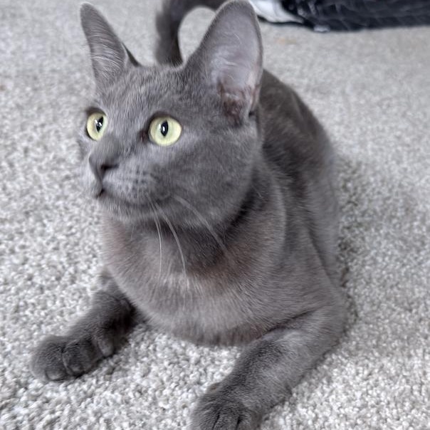 Enlarge MamaLoon, a ADOPTABLE Domestic Short Hair in Milwaukee, WI image 5/5