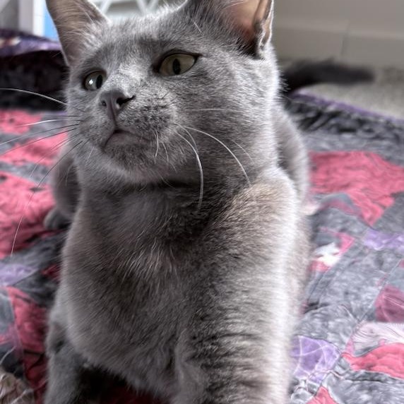 Enlarge MamaLoon, a ADOPTABLE Domestic Short Hair in Milwaukee, WI image 4/5