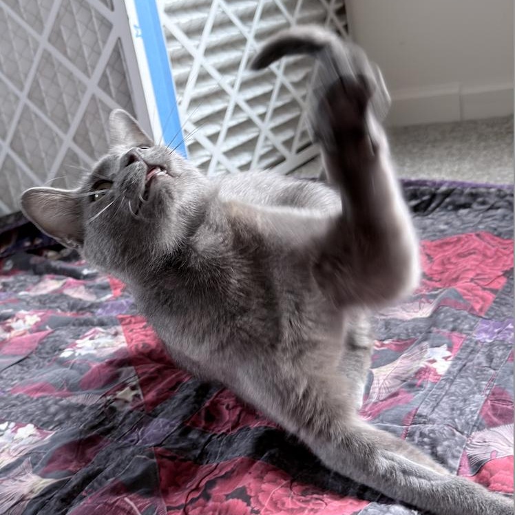 Enlarge MamaLoon, a ADOPTABLE Domestic Short Hair in Milwaukee, WI image 2/5