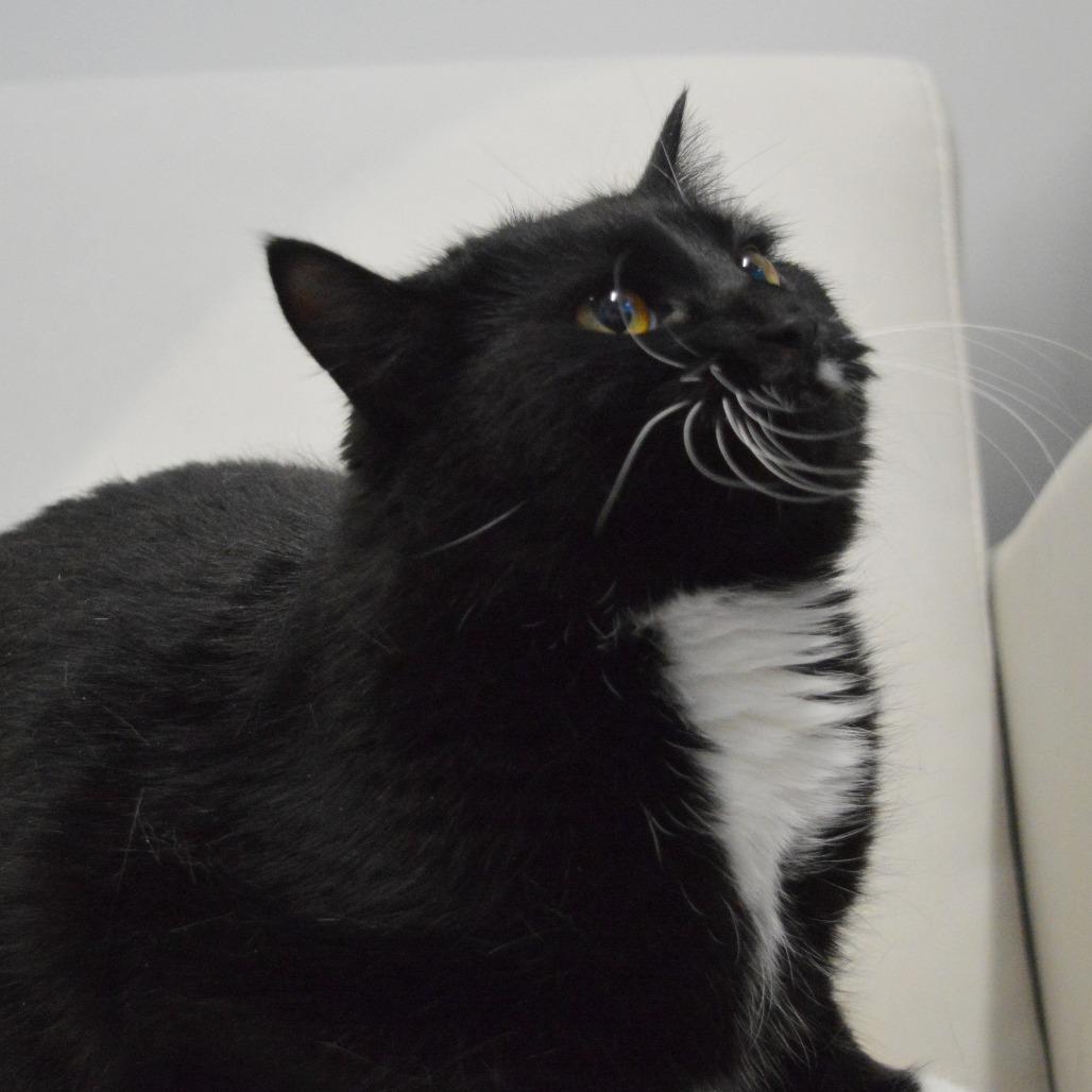 Moona, a Adoptable Domestic Short Hair in North Battleford, SK image 1/6