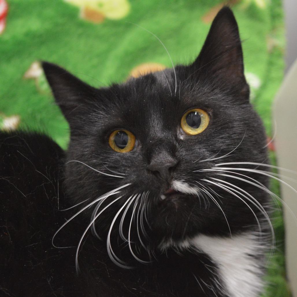 Moona, a Adoptable Domestic Short Hair in North Battleford, SK image 2/6