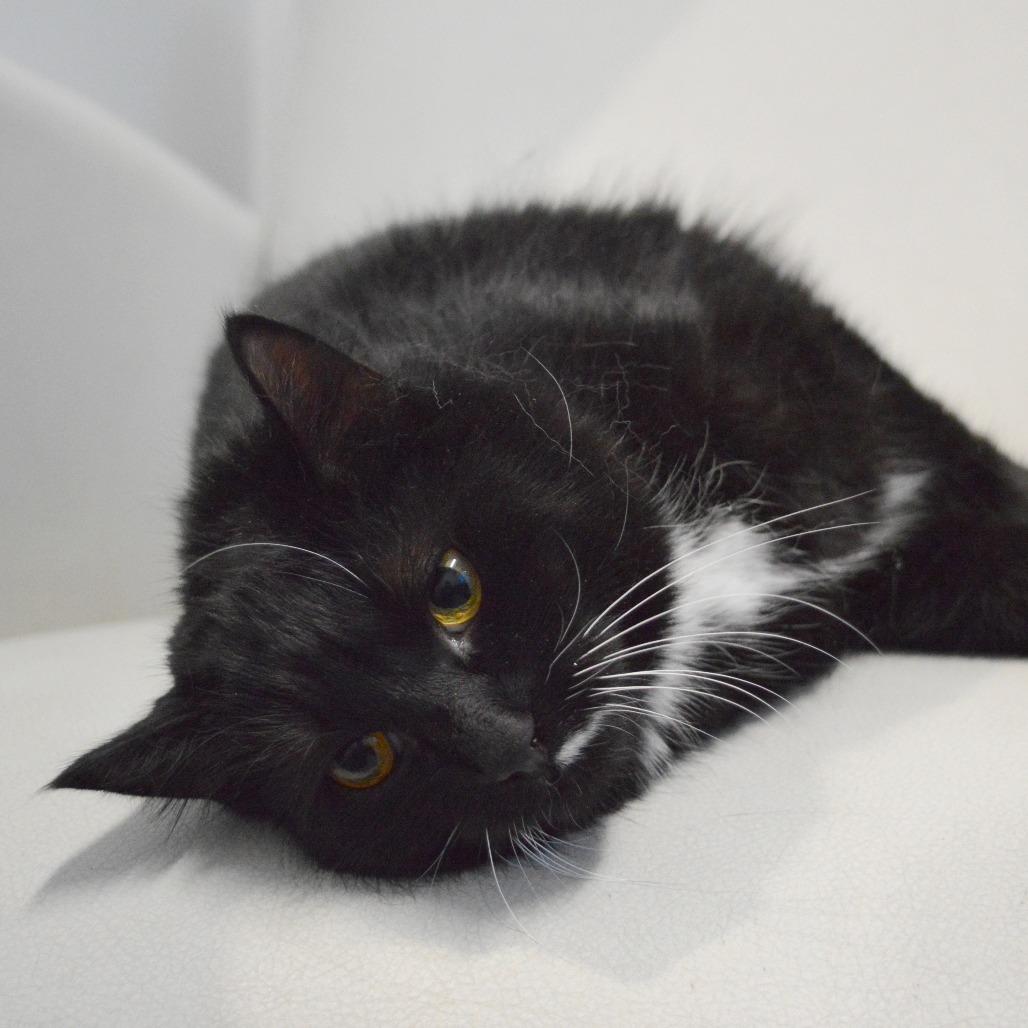 Moona, a Adoptable Domestic Short Hair in North Battleford, SK image 3/6