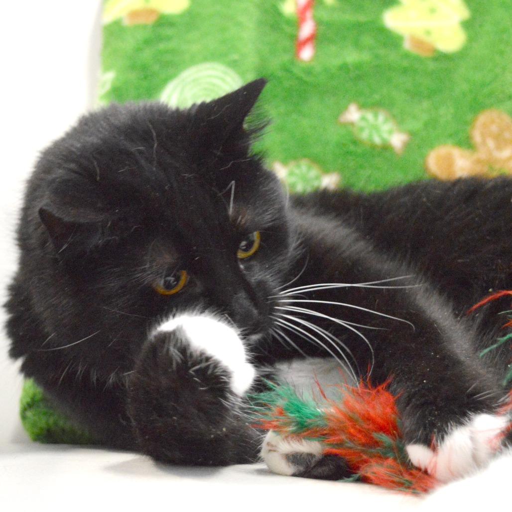 Moona, a Adoptable Domestic Short Hair in North Battleford, SK image 4/6