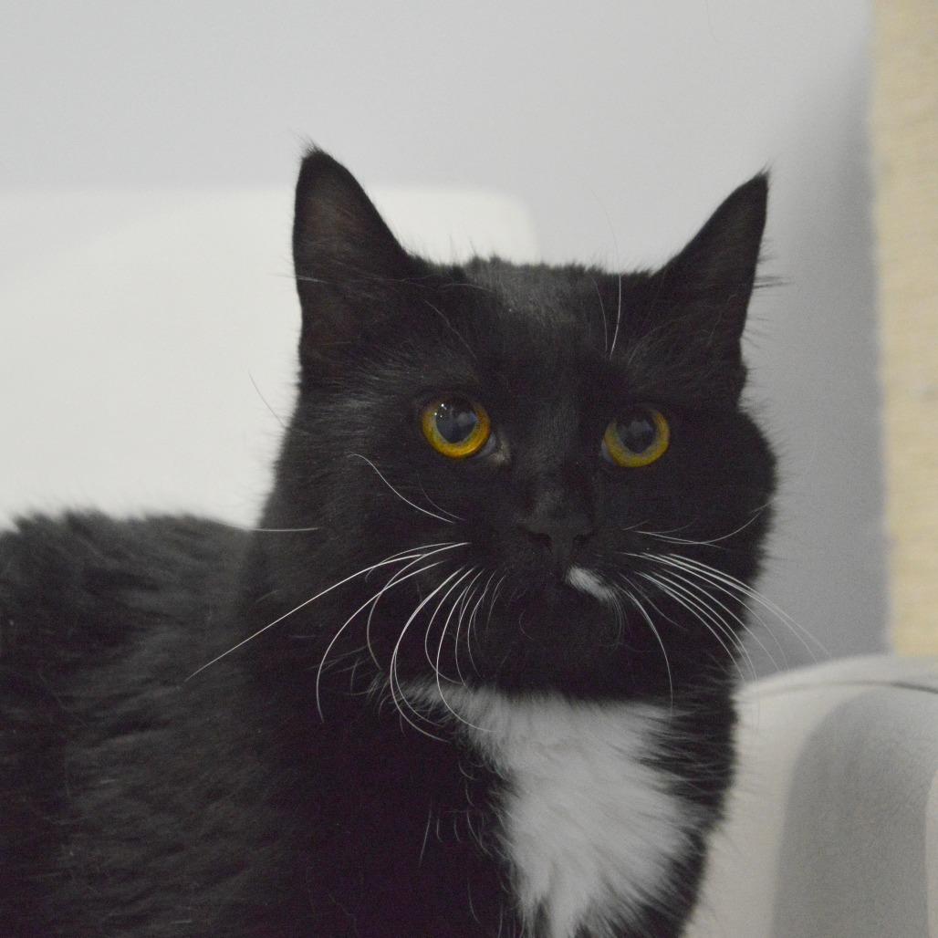 Moona, a Adoptable Domestic Short Hair in North Battleford, SK image 5/6