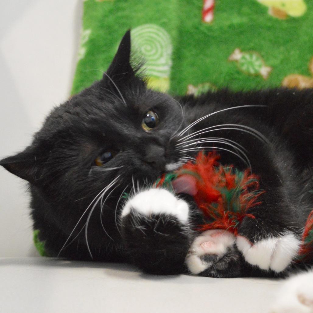 Moona, a Adoptable Domestic Short Hair in North Battleford, SK image 6/6