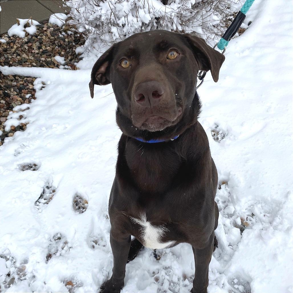 Coco Pebbles, Adoptable, Adult Male Labrador Retriever & Pointer.
