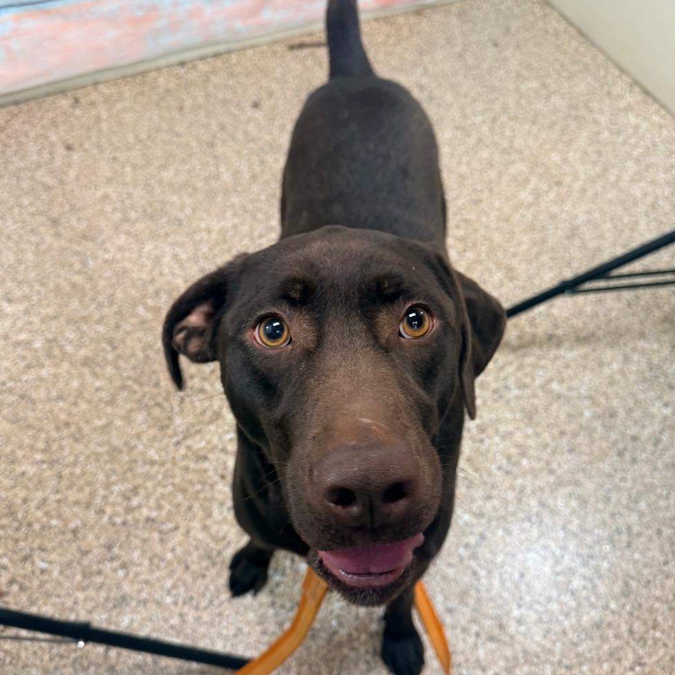 Coco Pebbles, Adoptable, Adult Male Labrador Retriever & Pointer.