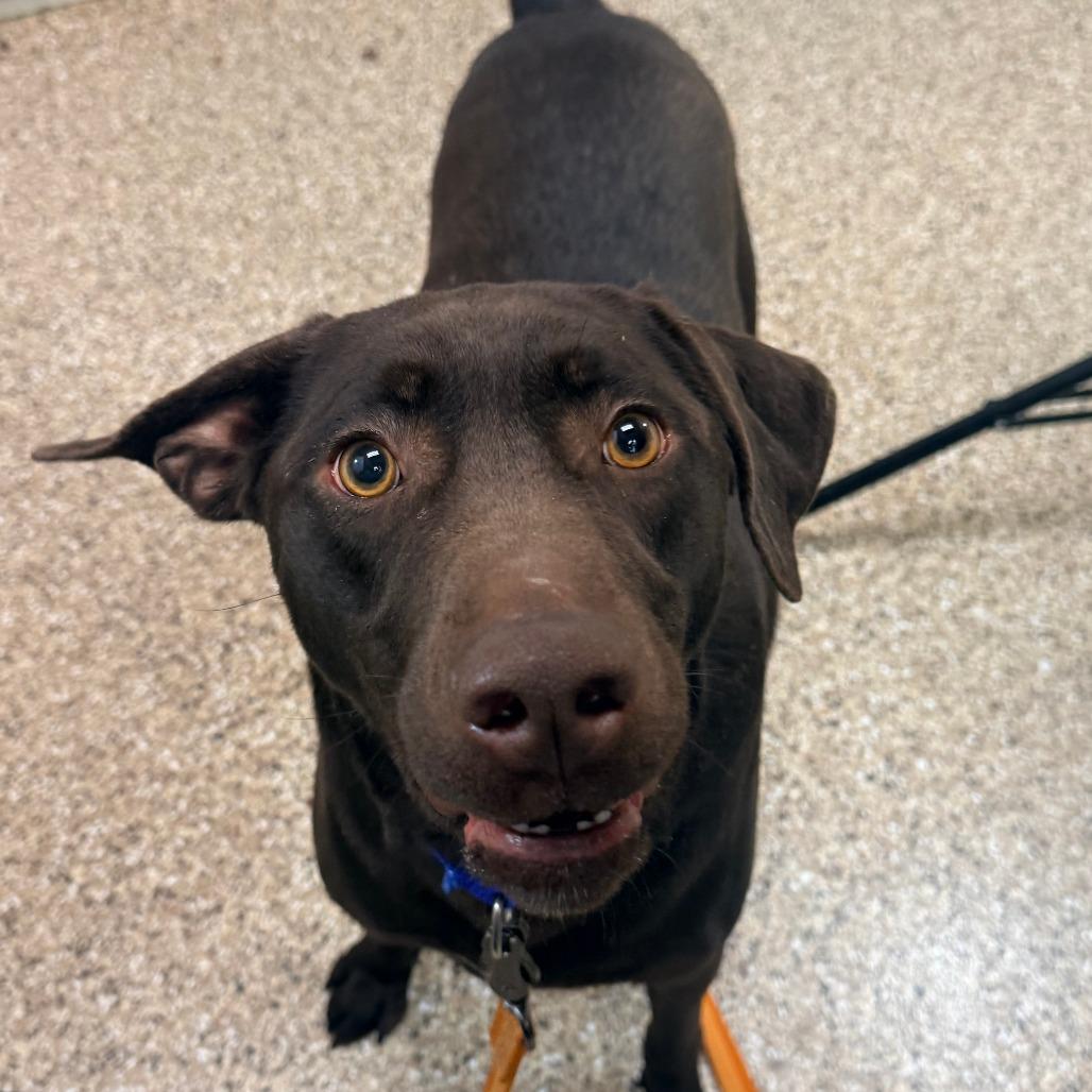 Coco Pebbles, a Adoptable mixed breed in Cheyenne, WY image 2/2