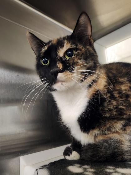 Lianora, Adoptable, Adult Female Domestic Short Hair & Domestic Short Hair.