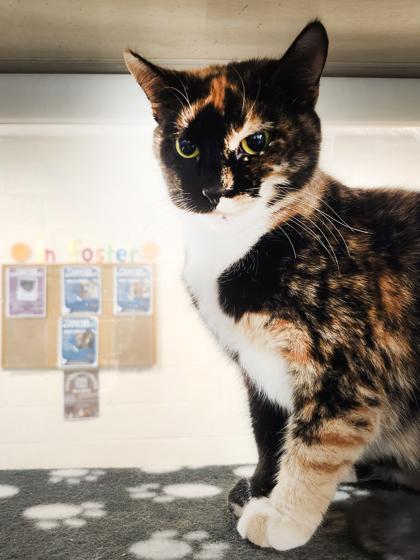 Lianora, a Adoptable mixed breed in Fallston, MD image 2/3