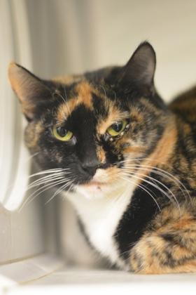 Lianora, a Adoptable mixed breed in Fallston, MD image 3/3