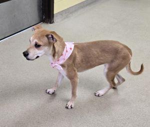 Enlarge Millie, a ADOPTABLE mixed breed in Bucyrus, OH image 5/5
