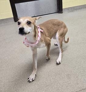 Enlarge Millie, a ADOPTABLE mixed breed in Bucyrus, OH image 4/5