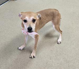 Enlarge Millie, a ADOPTABLE mixed breed in Bucyrus, OH image 3/5