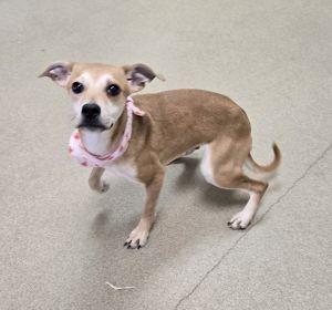 Millie, ADOPTABLE, Young Female Chihuahua & Labrador Retriever.