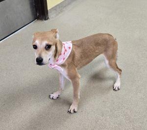 Enlarge Millie, a ADOPTABLE mixed breed in Bucyrus, OH image 2/5