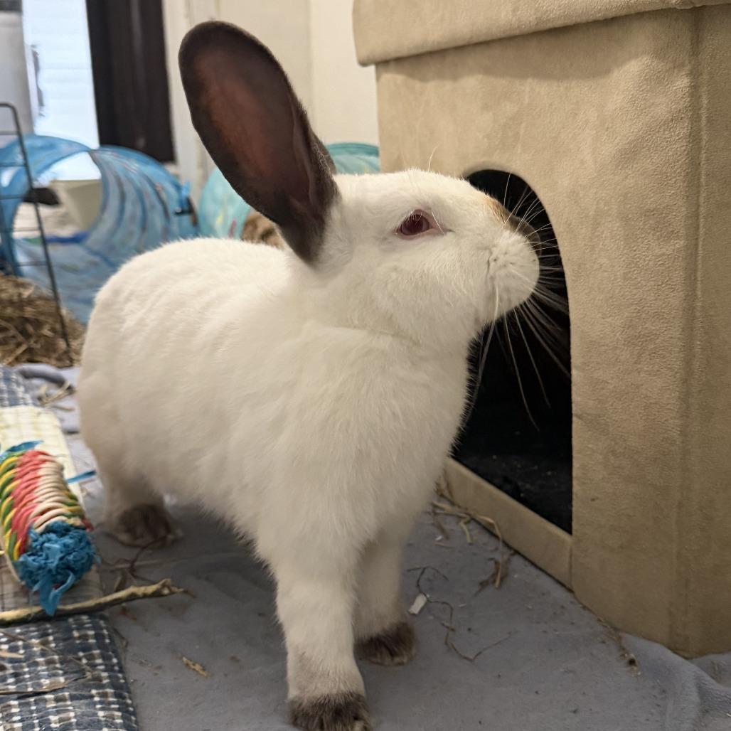Enlarge Ninja, a Adoptable Himalayan in Kennebunk, ME image 1/3