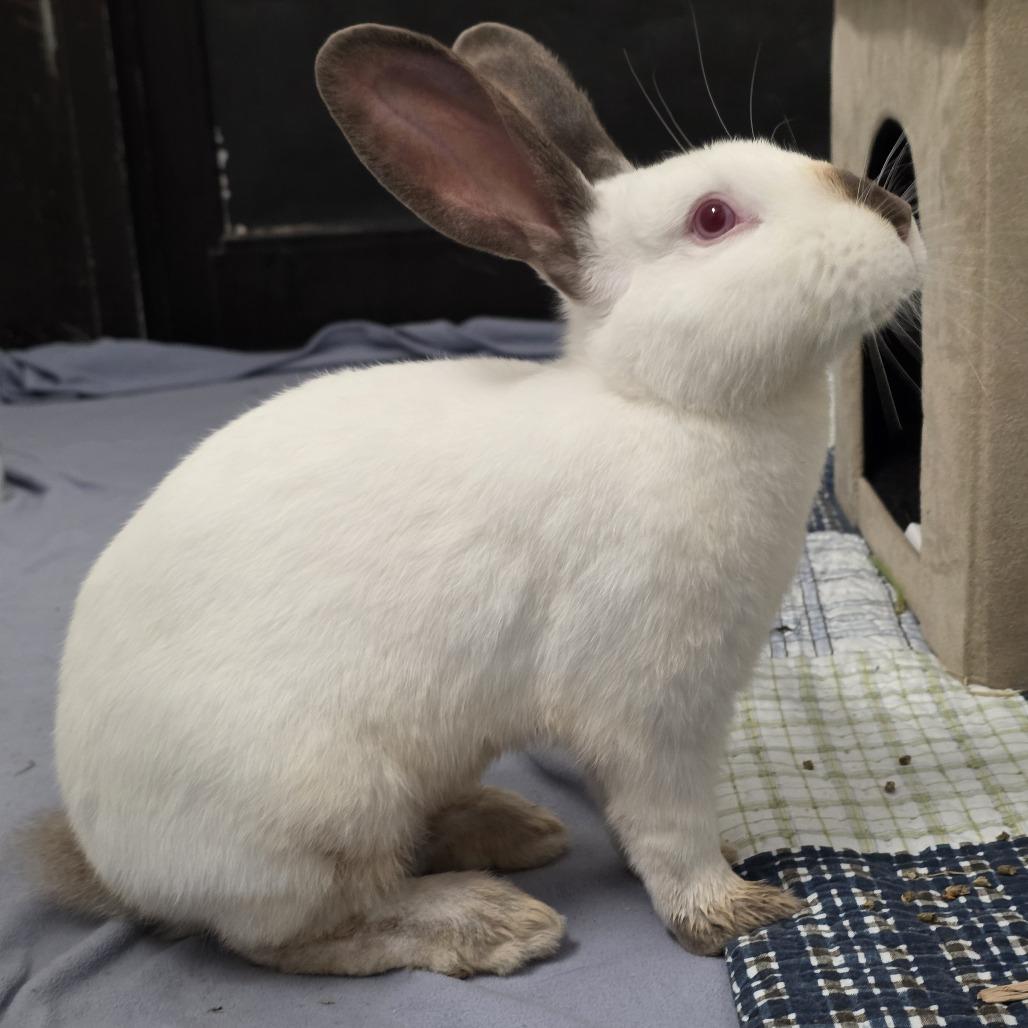 Enlarge Ninja, a Adoptable Himalayan in Kennebunk, ME image 3/3