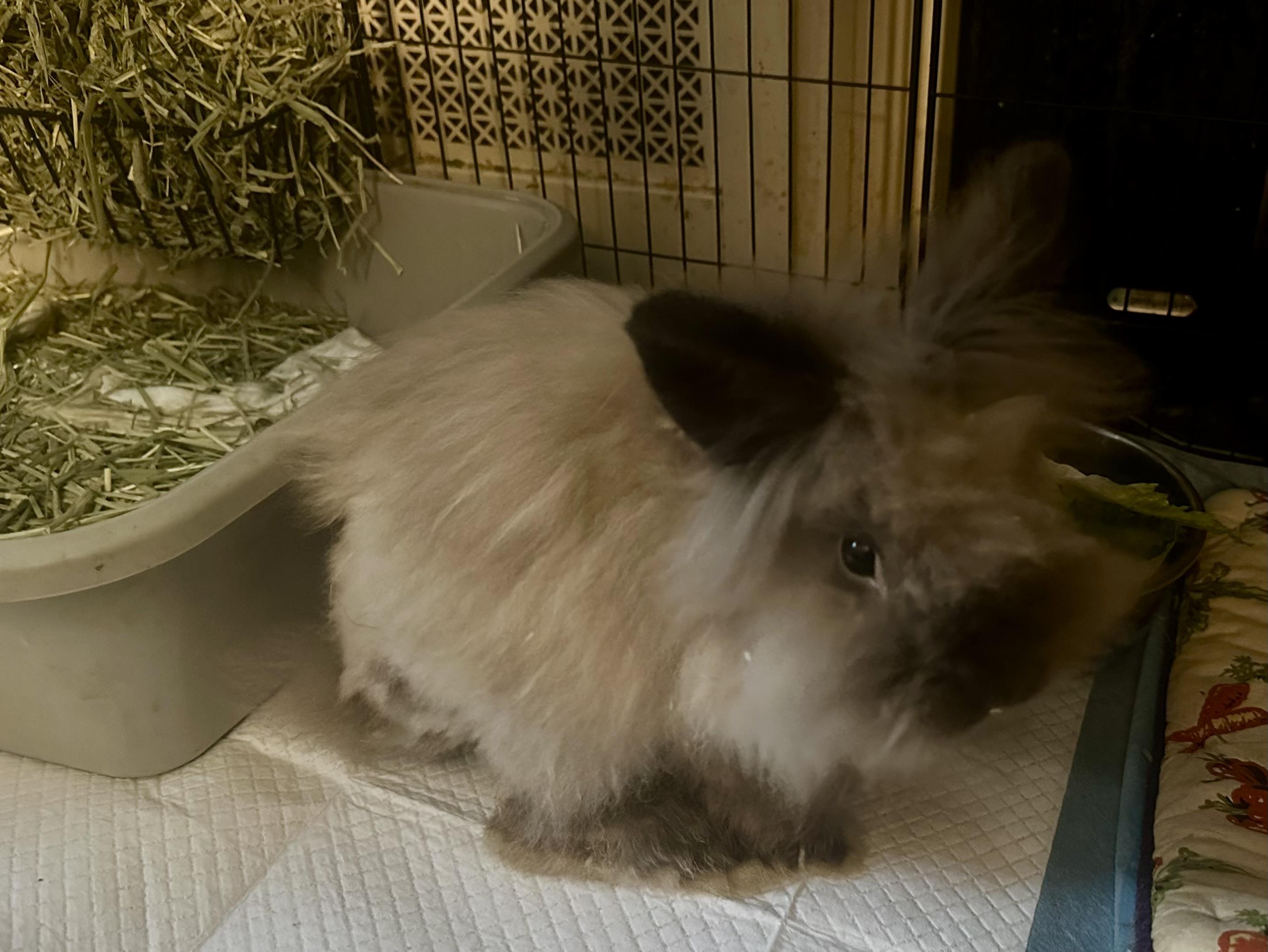 Enlarge Acu, a Adoptable Lionhead in Philadelphia, PA image 3/3
