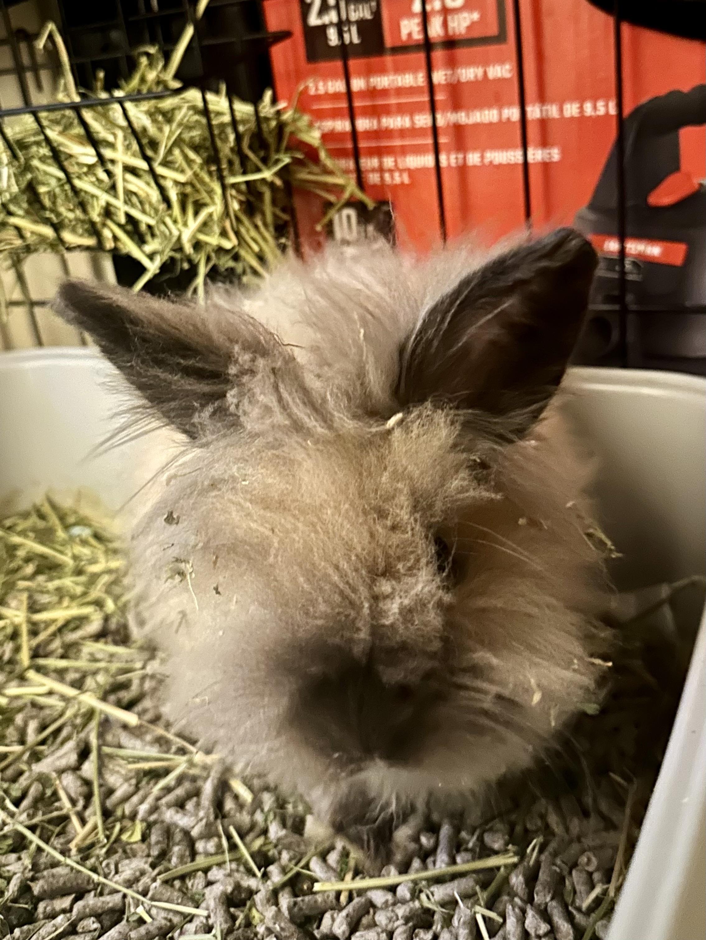 Acu, Adoptable, Young Male Lionhead.