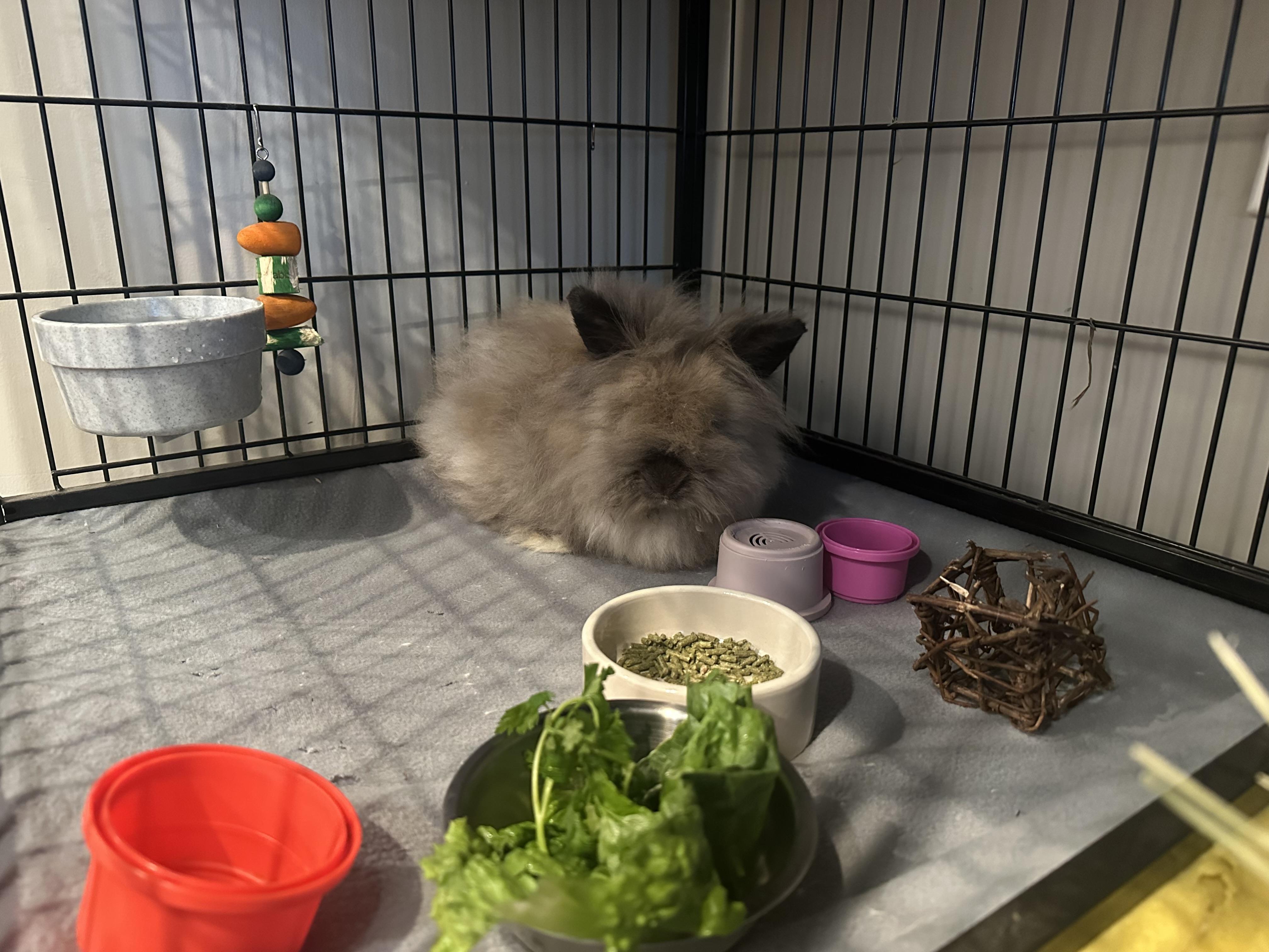 Enlarge Acu, a Adoptable Lionhead in Philadelphia, PA image 2/3