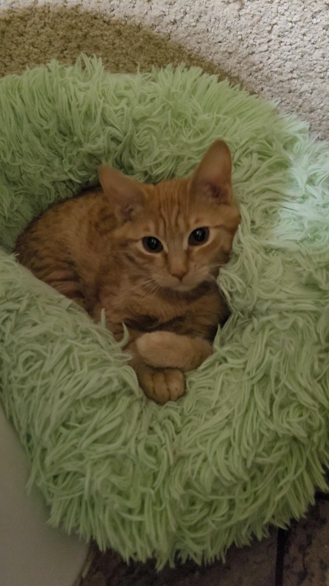 SAMUEL, ADOPTABLE, Kitten Male Tabby & Domestic Short Hair.